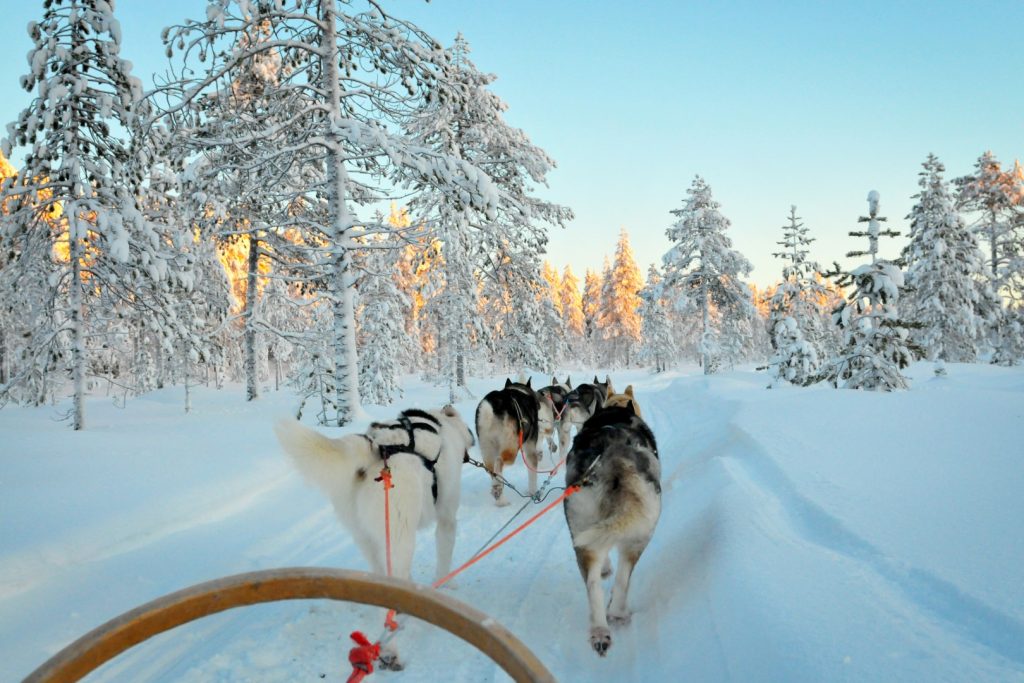The Arctic Bucket List Journey sled dogs run in lapland forest