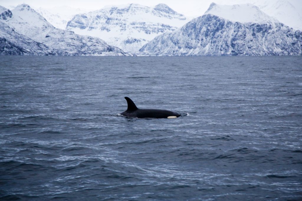 Exploring the Barents Sea – on Vardø’s Doorstep female killer whale swimming in the norwegian sea near skjervoya island. northern norway.