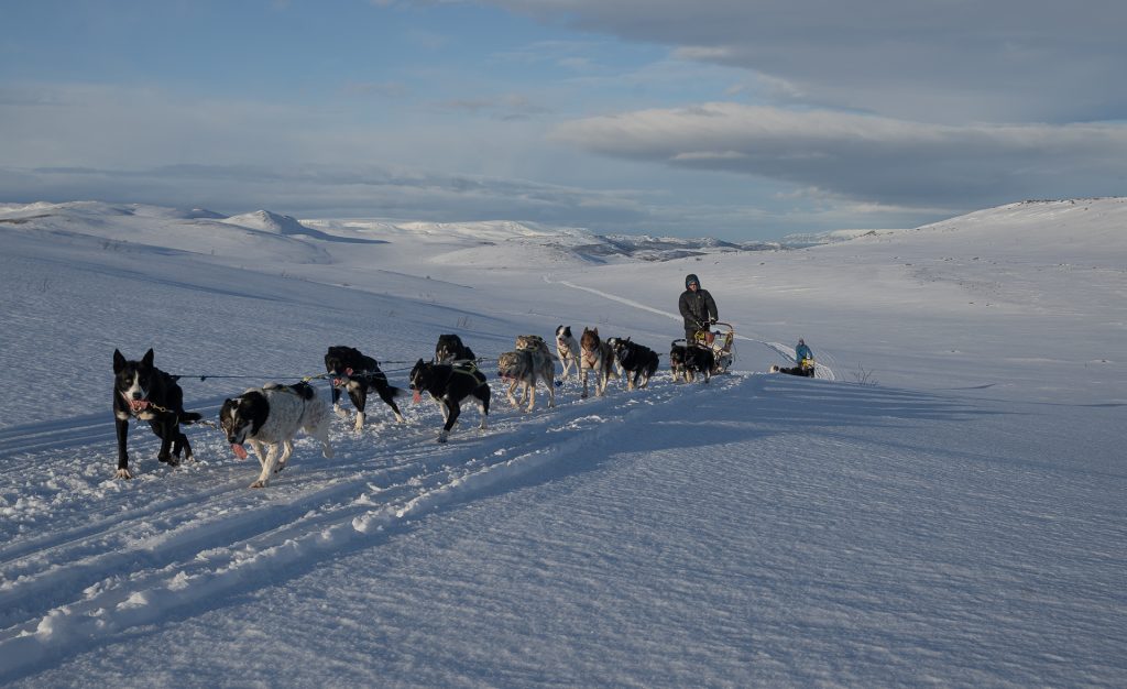 hundeslede menneske vidde spor vinter dag sol