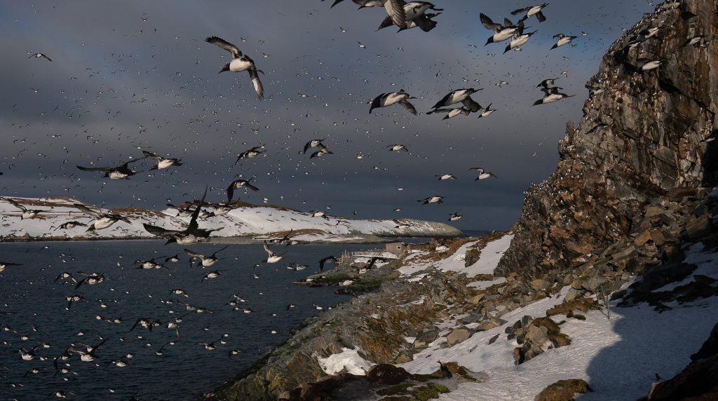 Expedition to Hornøya in covered boat masse fugler flyr hav fjellside