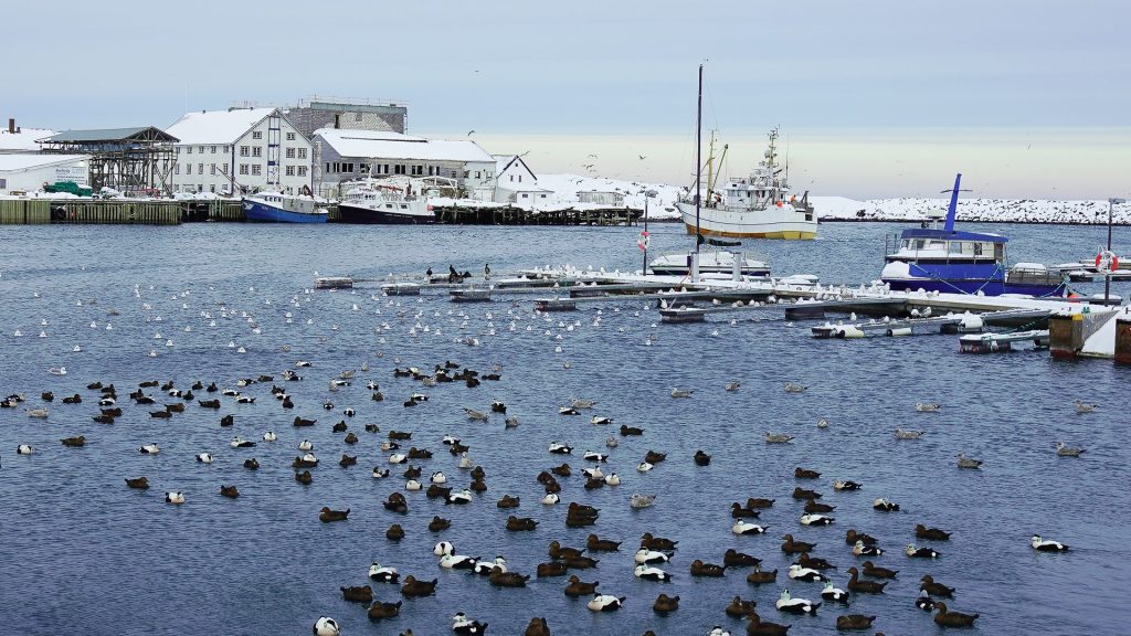 Exploring the Barents Sea – on Vardø’s Doorstep dsc09607