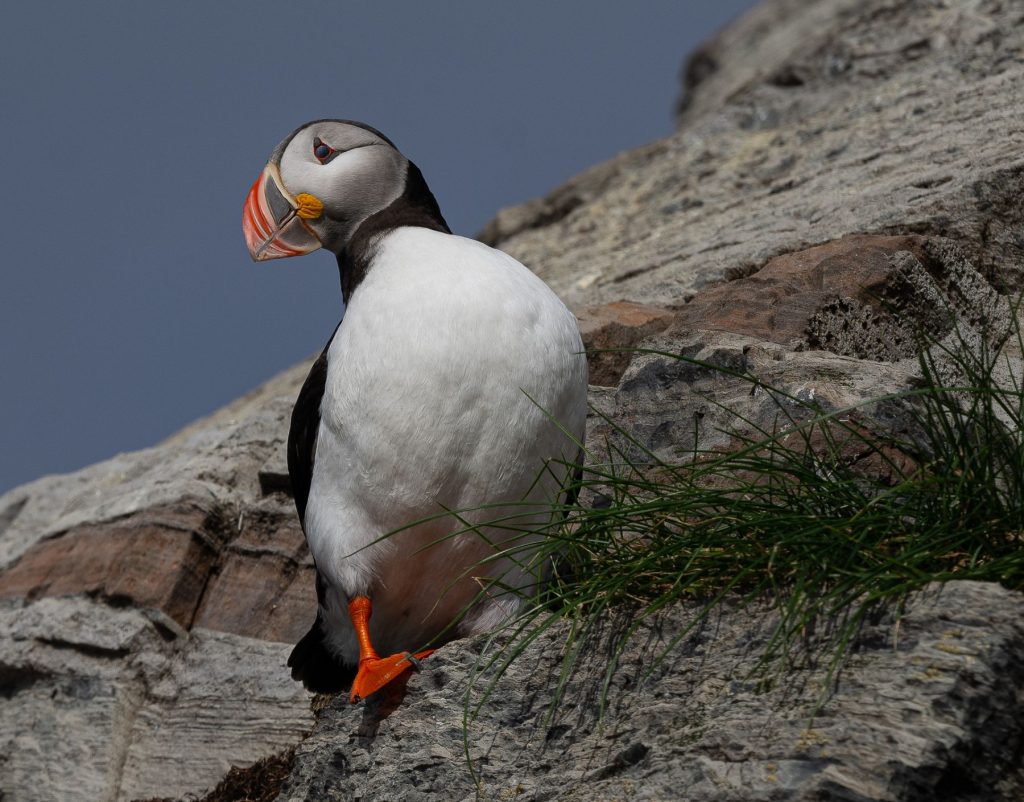 Bird expedition to famous Hornøya dsc 7210