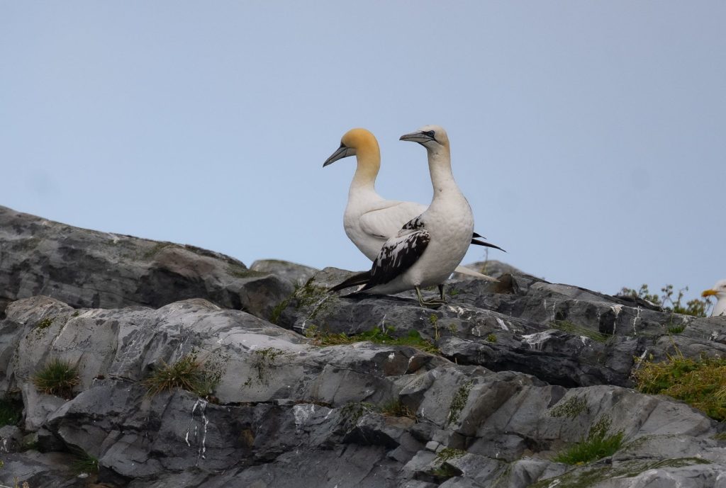 Bird expedition to famous Hornøya dsc 9332