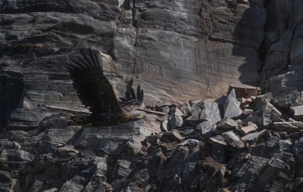 eagle mountain