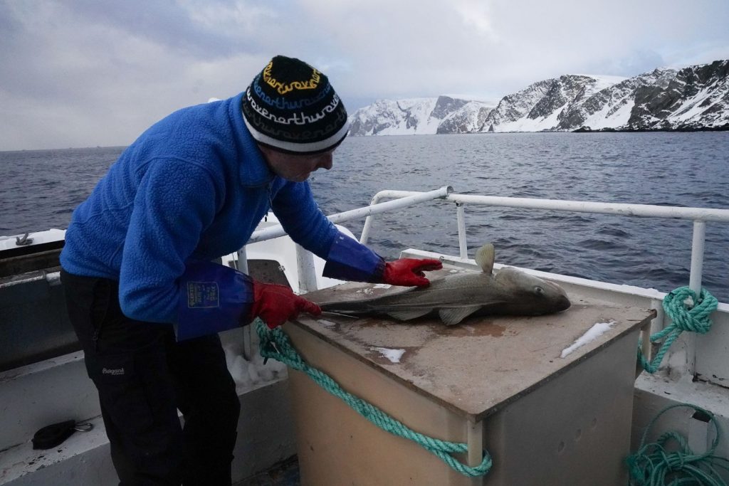 hav båt menneske sløye fisk