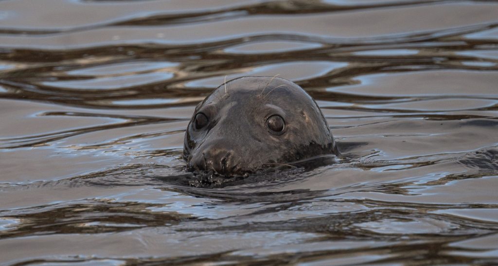 Exploring the Barents Sea – on Vardø’s Doorstep sel