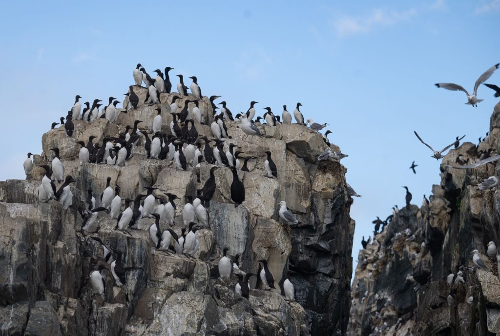 Bird expedition to famous Hornøya bird cliff
