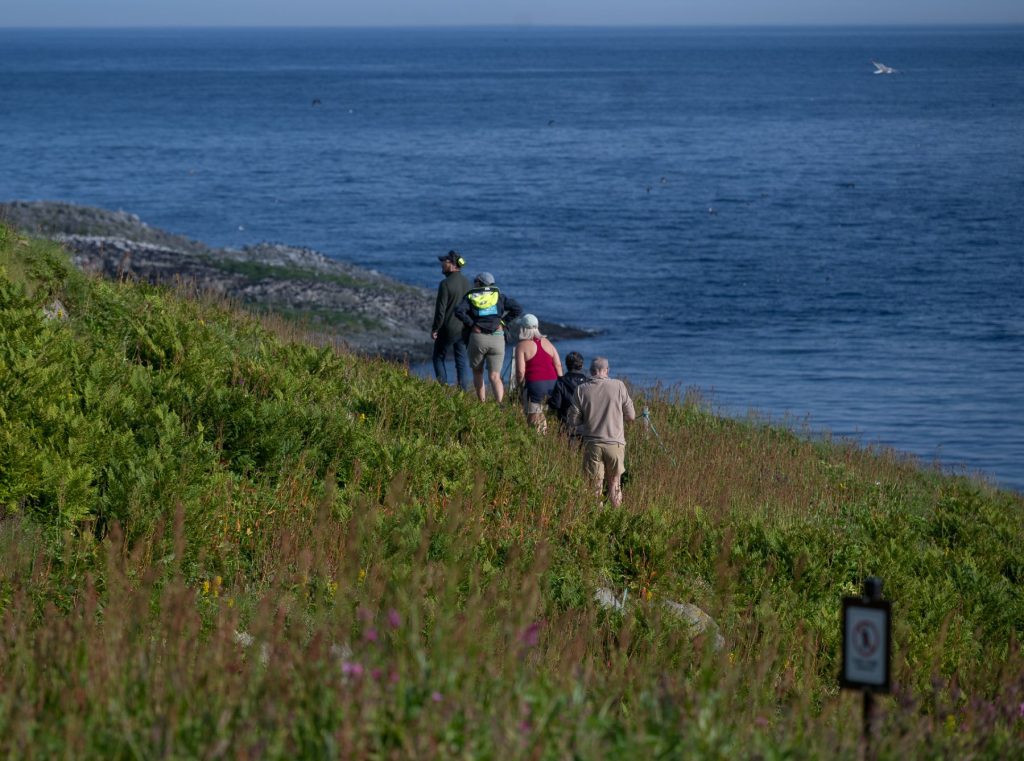 Bird expedition to famous Hornøya turists summer hornoya