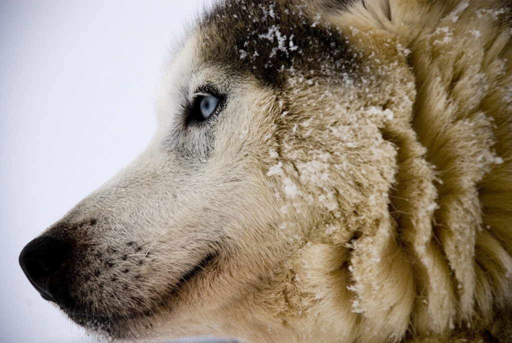 arctic dog snow