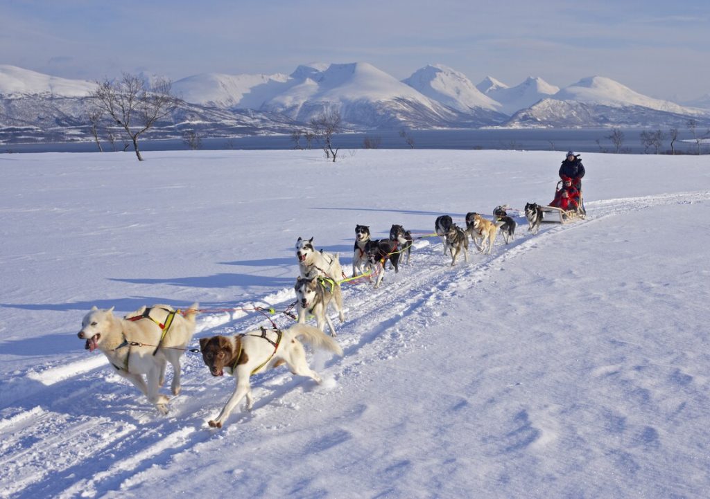 dog sled arctic