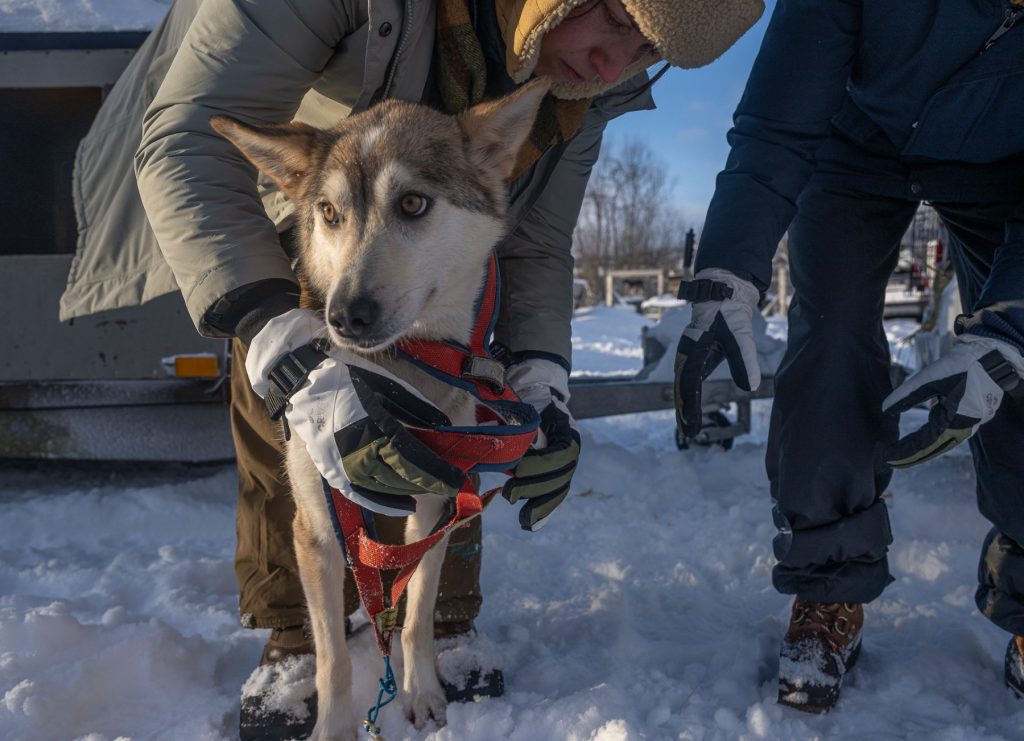 The Arctic Bucket List Journey hund beskjært