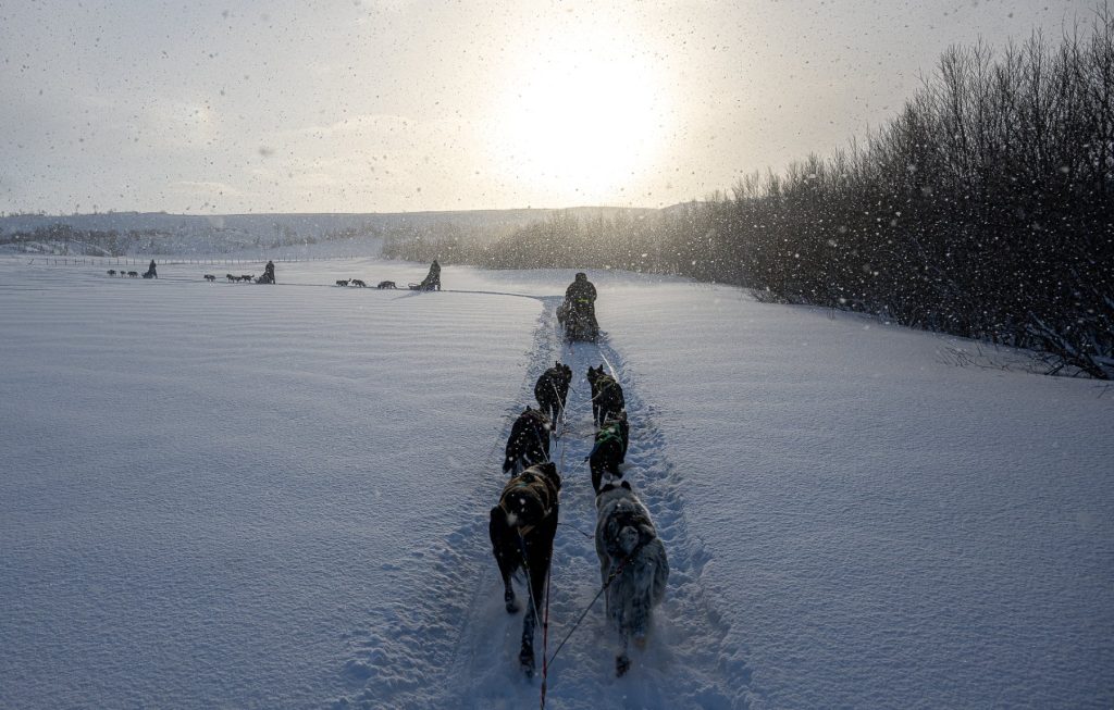 The Arctic Bucket List Journey hundelsede beskjært